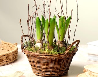 Hyacinth Bulb Planter | Rustic Wicker Winter Basket Gift