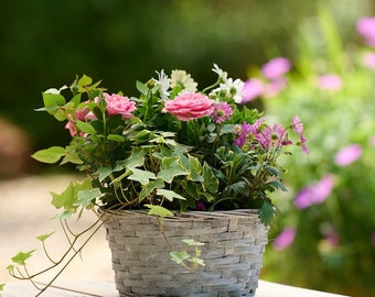 Cottage Style Woven Planter: Hand-Potted Live Flowering Plants and Trailing Ivy