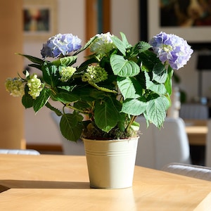 May include: A white ceramic mug with a black handle and the text "But First, Coffee" in a bold, black font. The mug is set against a blurred background, suggesting a cosy setting.