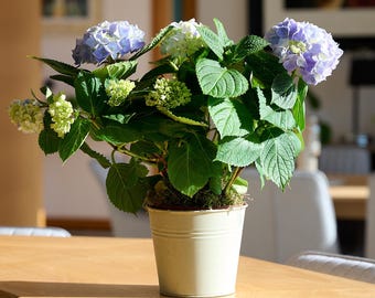 Hand Potted Blue Hydrangea, Vintage Bucket Planter, Complete Sustainable Living Gift