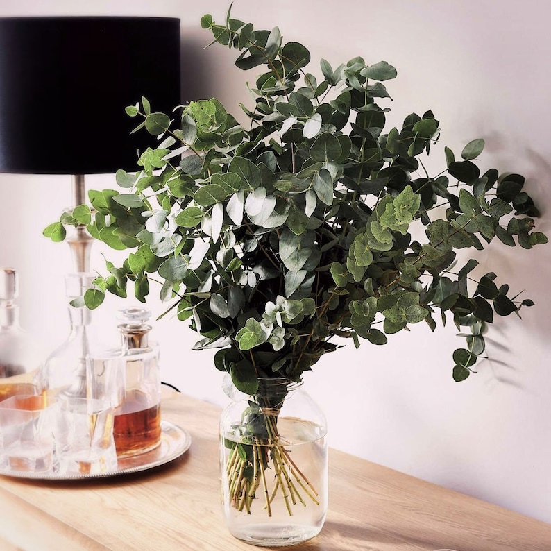May include: A bouquet of fresh eucalyptus leaves in a clear glass jar filled with water. The green leaves have a rounded shape and are arranged to create a full, lush display. The jar sits on a wooden surface, with a lamp and decanters in the background.