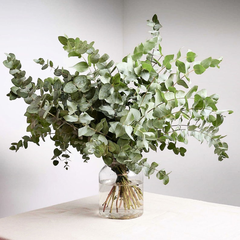 May include: A large bouquet of fresh eucalyptus leaves in a clear glass vase. The leaves are various shades of green and gray, with a rounded shape. The vase is filled with water, and the stems are visible. The arrangement sits on a neutral-colored surface.