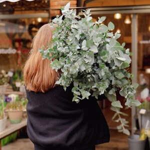 May include: A large bundle of fresh eucalyptus leaves, with a silvery-green hue, is held by a person wearing a black jacket. The leaves have a rounded shape and are densely packed together. The background shows a storefront with a blurred interior.