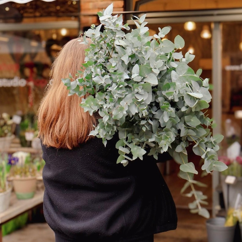 May include: A large bundle of fresh eucalyptus leaves, with a silvery-green hue, is held by a person wearing a black jacket. The leaves have a rounded shape and are densely packed together. The background shows a storefront with a blurred interior.