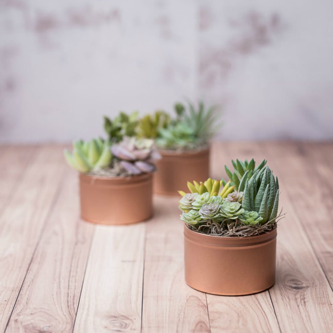 X1 Matt Copper Coloured Tin of Faux Succulent Plants Etsy