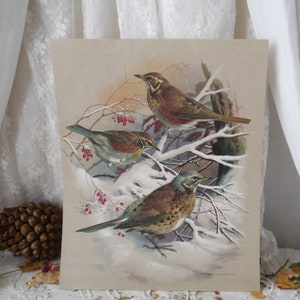 Vintage Bird Print Redwing Fieldfare by Basil Ede