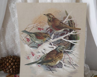 Vintage Bird Print Redwing Fieldfare by Basil Ede