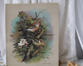 Vintage Print Pair of Chaffinches by Basil Ede