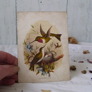Impressão de pássaro vintage O beija-flor