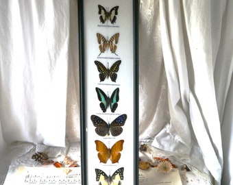 Framed Set of Seven Vintage Butterflies