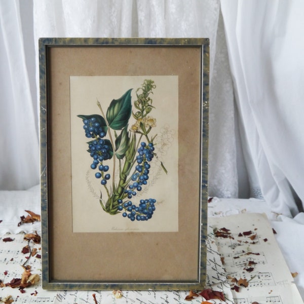 Framed Antique Flower Print Mahonia Glumacea