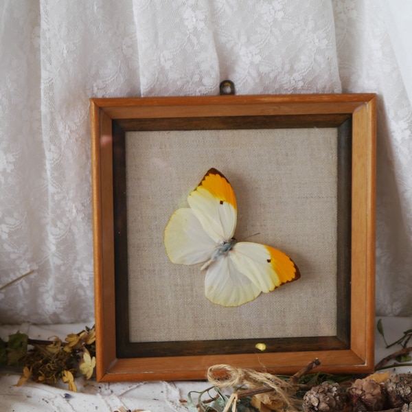 Vintage Framed Taxidermy Butterfly Menippe