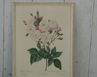 Vintage Framed Rosa Noisettiana Print by Pierre-Joseph Redouté