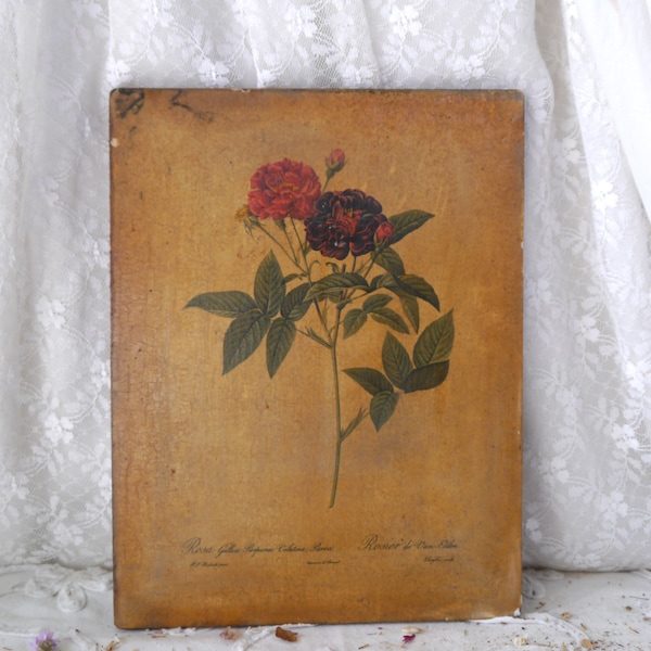 Vintage Rosa Print on Board by Pierre Joseph Redoute
