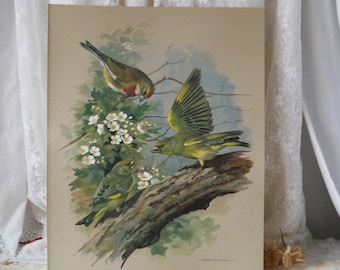 Vintage Print Pair of Greenfinches and Linnet by Basil Ede