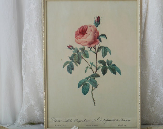 Vintage Framed Rosa Contifolia Burgundiaca Print by Pierre-Joseph Redouté