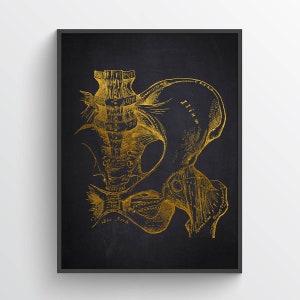 Pelvis and Hip Anatomy Print, Physical Therapy Gift, Chiropractor Print, Medical Art, Orthopedic Doctor Gift,  Medical Office Decor
