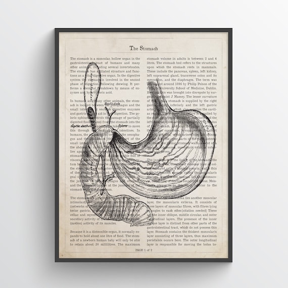 Stomach Anatomy Print Digestive System Gastroenterologist | Etsy