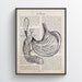 see more listings in the ANATOMY section