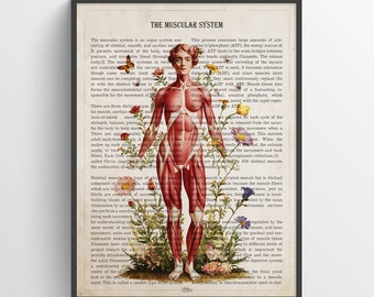Muscular system anatomy Print, Chiropractor Gift, Licensed Massage Therapist Graduation, Physical Therapy, Registered Massage Therapist