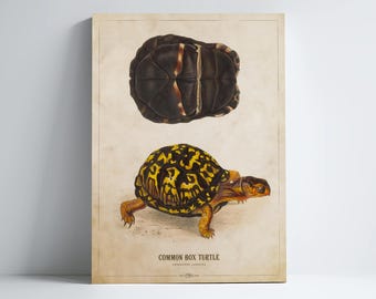 Common Box Turtle Print, Turtle Illustration, Turtle Art, Turtle Kids Room Print, Natural History, Antique Animal Drawing, Zoo Animals