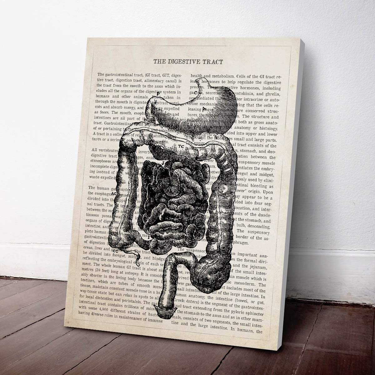 Digestive Tract Anatomy Print, Intestine, Digestive System, Medical ...
