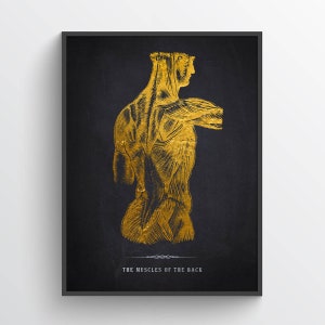 Muscles of the Back Anatomy Print, Licensed Massage Therapist Graduation, Chiropractor Gift, Physical Therapy Decor, RMT Graduation Present
