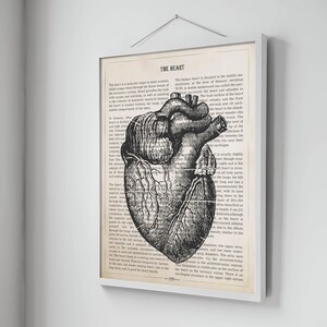 May include: A vintage anatomical illustration of the human heart, printed on a cream-colored page. The image shows the heart in detail, with veins and arteries visible. The text surrounding the image describes the heart's function and location in the body.