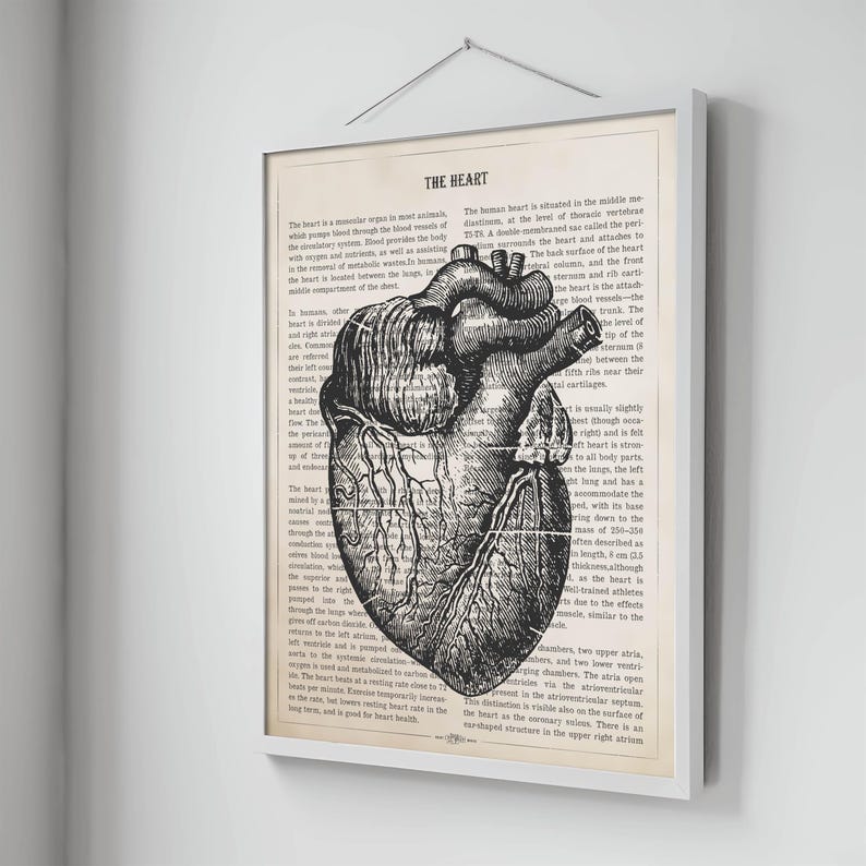 May include: A vintage anatomical illustration of the human heart, printed on a cream-colored page. The image shows the heart in detail, with veins and arteries visible. The text surrounding the image describes the heart's function and location in the body.