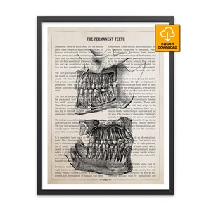May include: Black and white anatomical print of the permanent teeth, displayed in a framed vintage style. The print features detailed illustrations of the upper and lower jaws, with text describing the teeth.