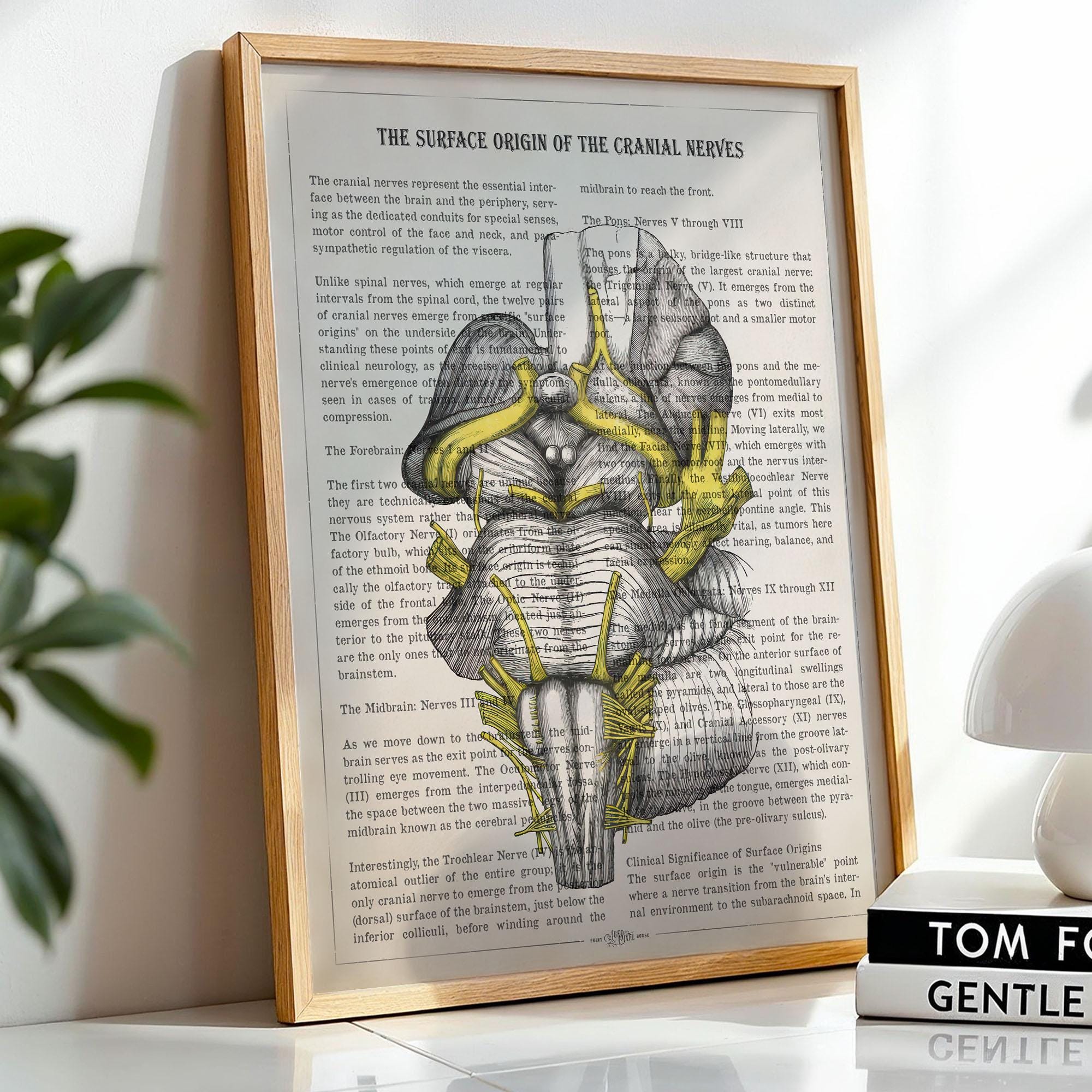 Cranial Nerve Anatomy Art, Neurology Poster, Brainstem Medical Print ...