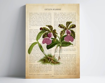 Orchid Dictionary Flower Print, Vintage Tropical Plant Illustration, Orchid Art Decor, Gifts for Gardeners, Botanical Housewarming gift