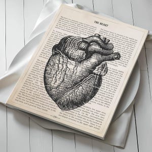 May include: A vintage anatomical illustration of the human heart, with detailed drawings of the chambers and valves. The text surrounding the image describes the heart's function and location in the body. "The heart is a muscular organ in most animals, which pumps blood through the blood vessels of the circulatory system. Blood is provided with oxygen and nutrients, and attaches to the removal of metabolic waste. In humans, the heart is located between the lungs, in the middle compartment of the chest."