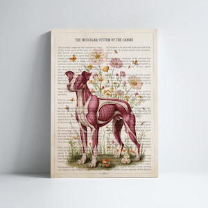 Dog Muscular System Anatomy Flower Print, Gift for Veterinarian. Dog Anatomy Art. Vet Clinic Decor,