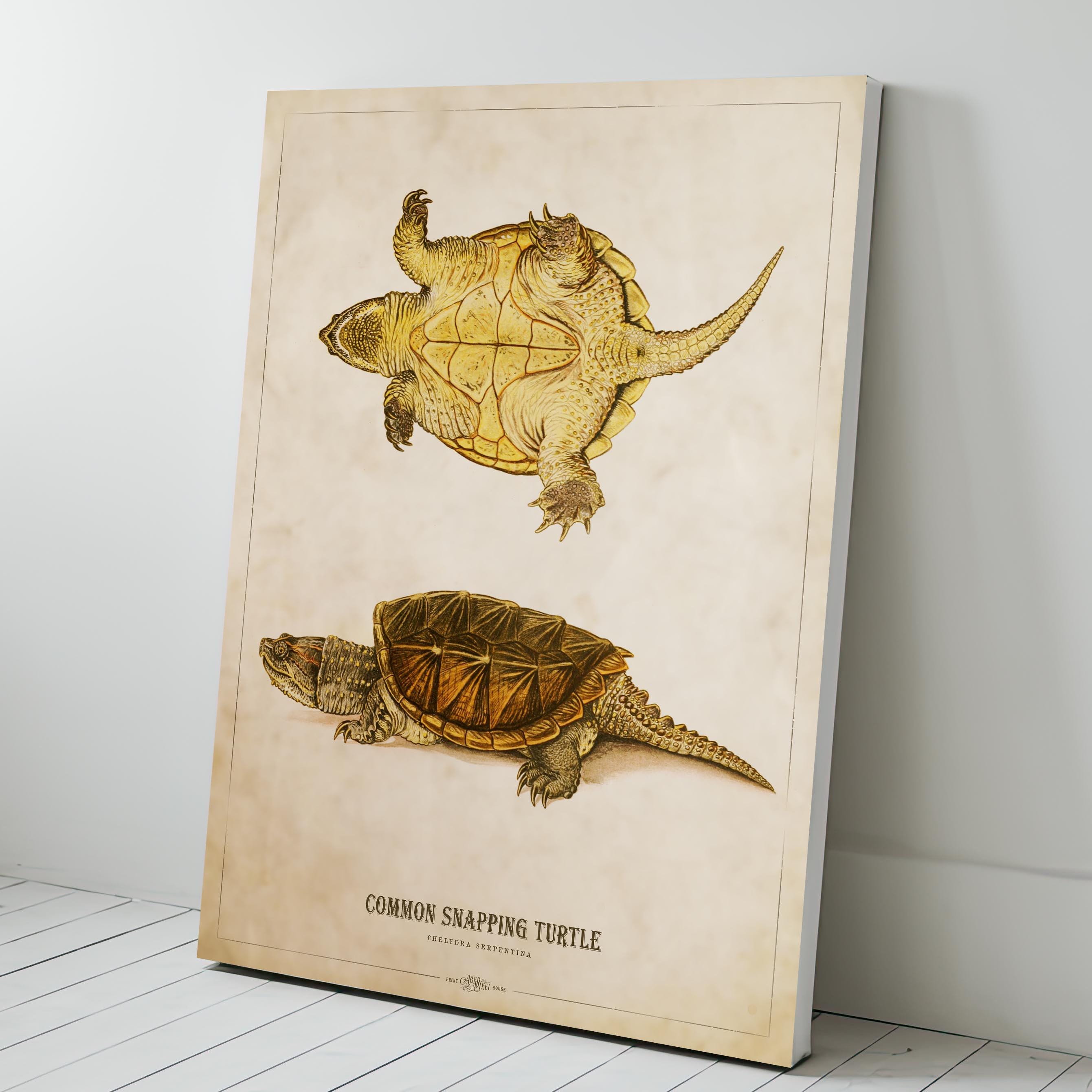 Snapping Turtle Print, Turtle Illustration, Turtle Art, Reptile Kids ...