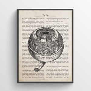 Human Eye Anatomy Print, Optometry, Optometrist, Ophthalmologist Graduation Gift Idea, Doctor Office Print, Medical Print