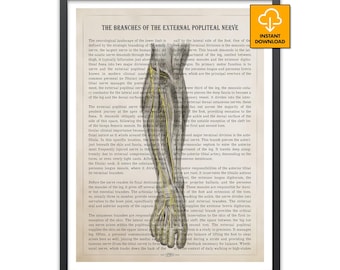 Popliteal Nerve Art, Common Peroneal Nerve Poster, Leg Anatomy Print, Podiatrist Gift, Neurology Wall Decor, Medical Student Art, Orthopedic