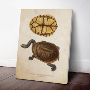 Eastern long-necked turtle Print, Turtle Illustration, Turtle Art, Reptile Kids Room Print, Natural History, Chelodina longicollis image 3
