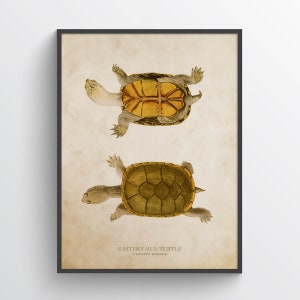 Eastern mud turtle Print, Turtle Illustration, Turtle Art, Reptile Kids Room Print, Natural History, Kinosternon subrubrum