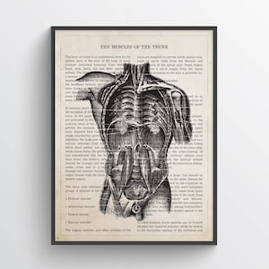 Muscles of the Trunk Anatomy Print, Chiropractor Gift, Licensed Massage Therapist Graduation, Physical Therapy Decor, RMT Graduation Present