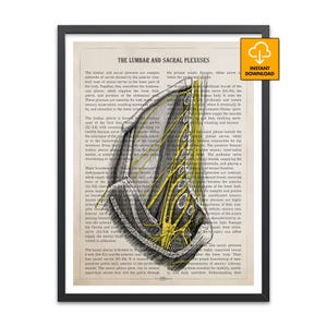 Könnte beinhalten: Anatomie-Druck mit einer detaillierten Illustration der lumbalen und sakralen Plexus, gelb hervorgehoben, auf einem Vintage-Papierhintergrund. Der schwarz gerahmte Druck enthält den Text "THE LUMBAR AND SACRAL PLEXUSES".