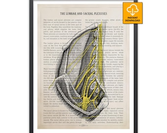 Lumbar Sacral Plexus Art, Sciatic Nerve Poster, Human Anatomy Print, Neurologist Gift, Spine Doctor Decor, Physical Therapy Wall Art, Retro