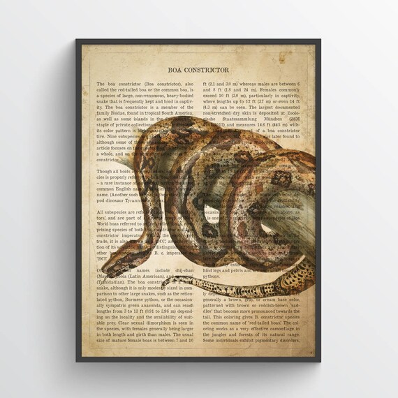 Vintage Boa Constrictor Print Safari Painting Snake | Etsy