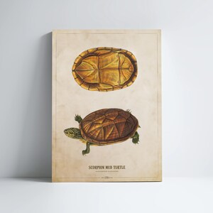 Scorpion mud turtle Print, Turtle Illustration, Turtle Art, Reptile Kids Room Print, Natural History, Kinosternon scorpioides