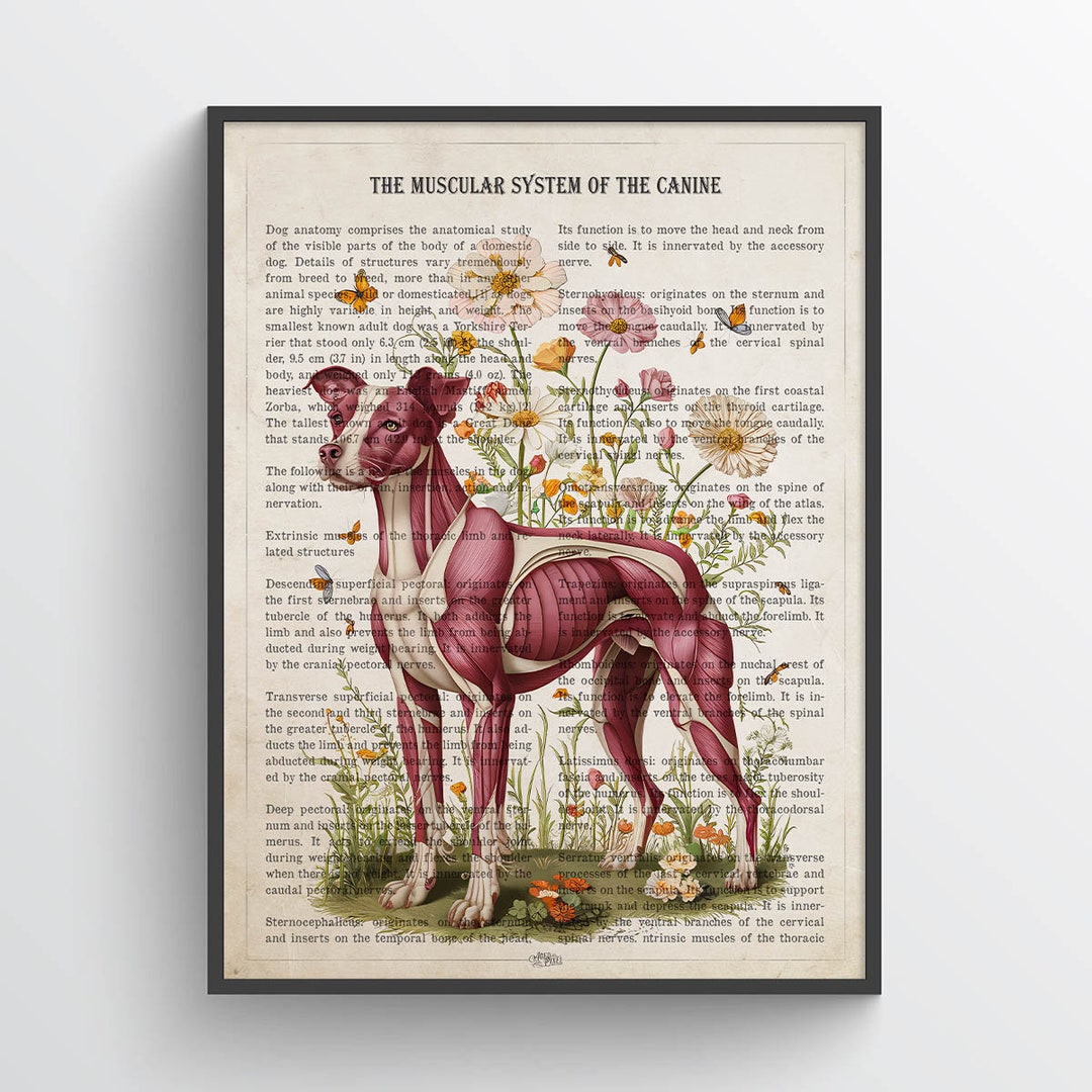 Dog Muscular System Anatomy Flower Print, Gift for Veterinarian. Dog Anatomy Art. Vet Clinic ...