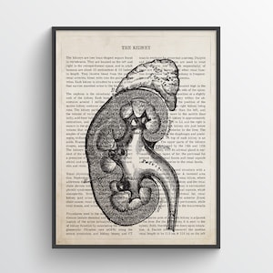 Kidney Anatomy Print, Urologist Gift, NephrologIst Gift, Dialysis Tech Gift, Medical Art, Doctor Office Art, Medical Student Gift image 1