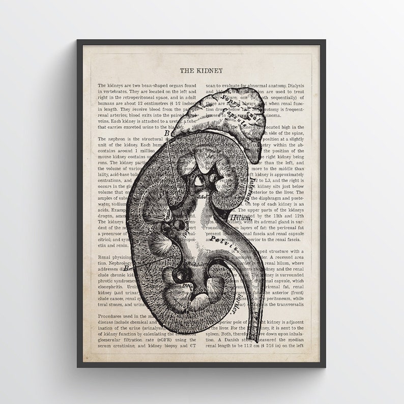 Kidney Anatomy Print, Urologist Gift, NephrologIst Gift, Dialysis Tech Gift, Medical Art, Doctor Office Art, Medical Student Gift image 1