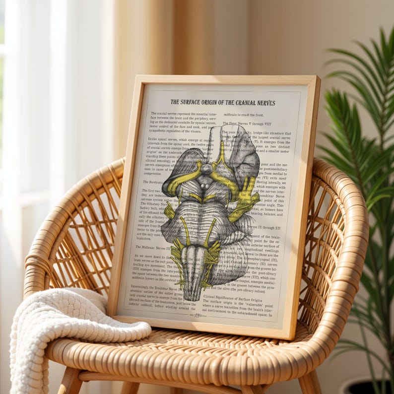 Cranial Nerve Anatomy Art, Neurology Poster, Brainstem Medical Print ...