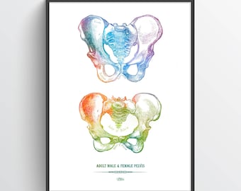 Male and Female Pelvis Anatomy Print, Hip Joint Decor, Osteology Art, Medical Office Decor, Human Anatomy Art