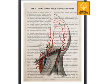 Head Anatomy Art, Occipital Artery Poster, Ear Vascular System Print, ENT Doctor Gift, Medical Student Decor, Retro Science Wall Art, Scalp